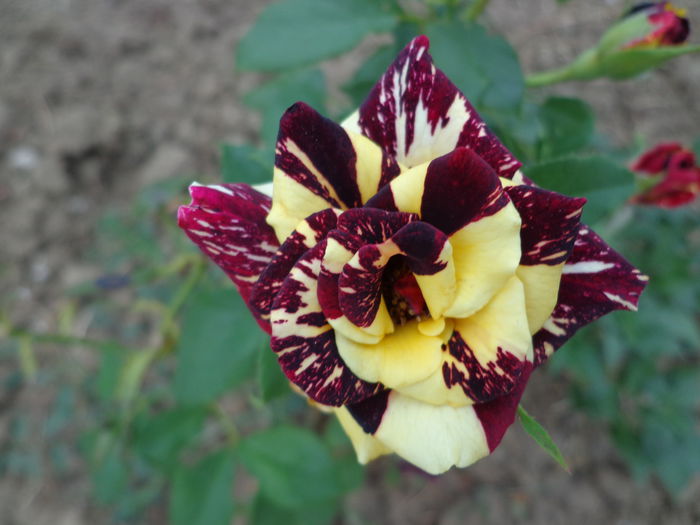 DSC09256 - Flori de trandafiri 2015