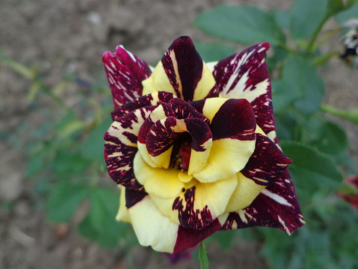 DSC09257 - Flori de trandafiri 2015