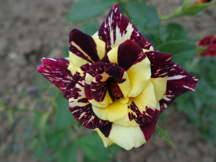 DSC09258 - Flori de trandafiri 2015