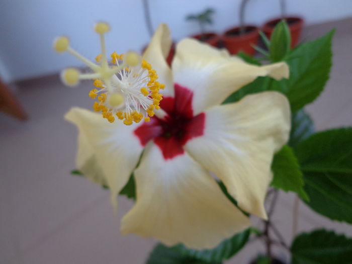 DSC09233 - HIBISCUS  2015