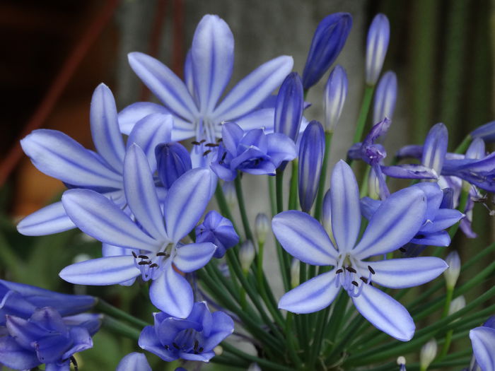 DSC02813 - Plante in ghiveci 2015