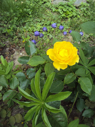 Smooth Buttercup