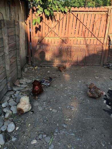 image - Cochinchina pitic 2015