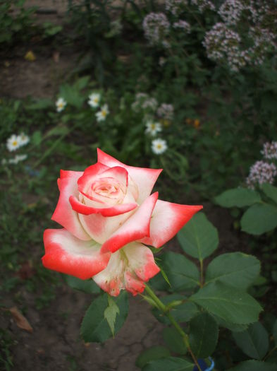 DSCF1256