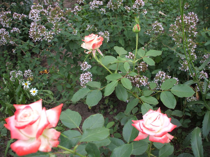 DSCF1257