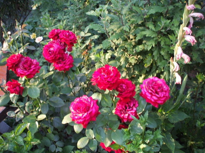 DSCF1548 - trandafiri 0