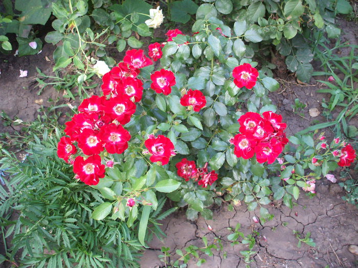 DSCF1549 - trandafiri 0