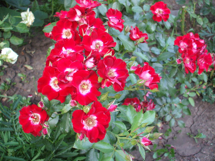 DSCF1552