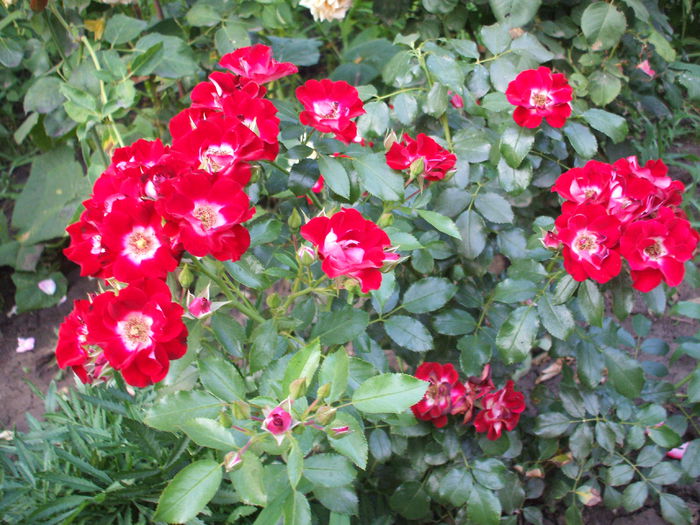 DSCF1553 - trandafiri 0