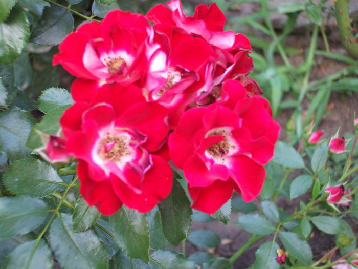 DSCF1554