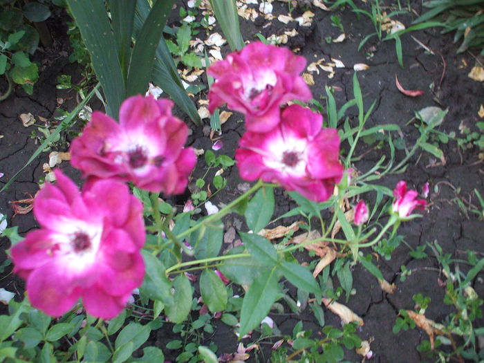 DSCF1561