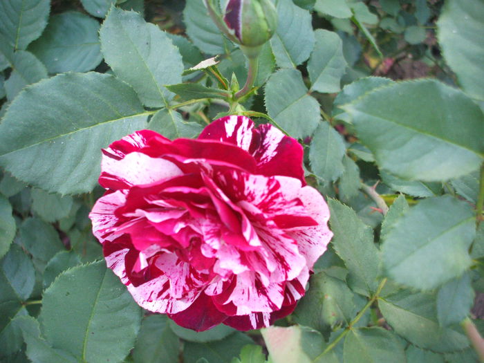 DSCF1562 - trandafiri 0