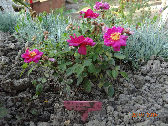  - Vara in gradina II