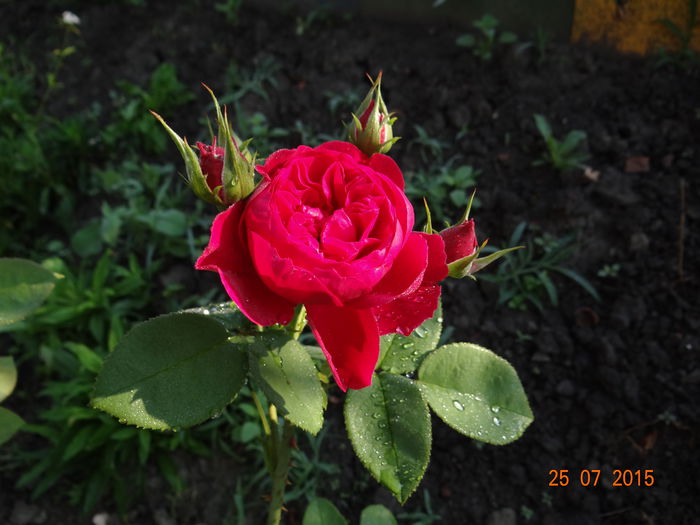  - Vara in gradina II