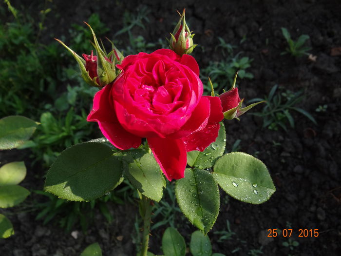 - Vara in gradina II