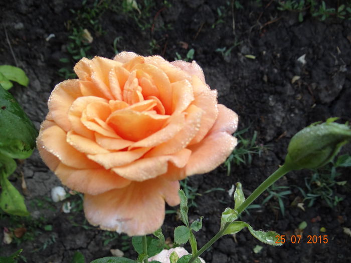  - Vara in gradina II
