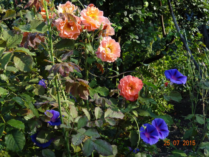  - Vara in gradina II