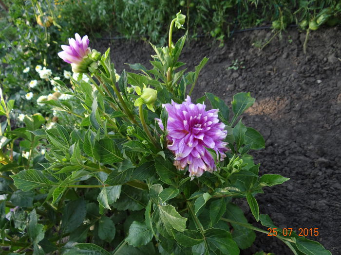  - Vara in gradina II
