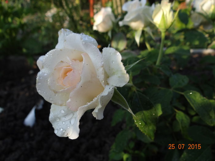  - Vara in gradina II