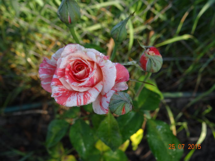 florov