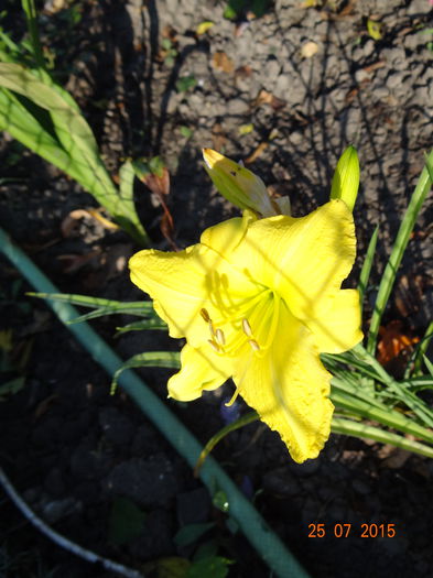  - Vara in gradina II