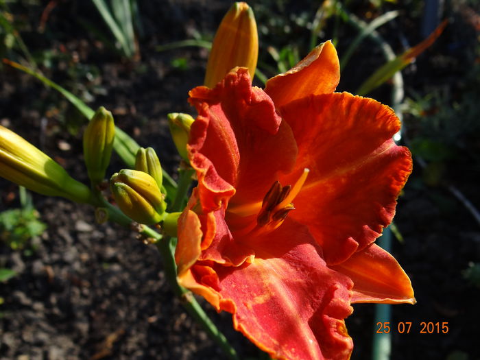  - Vara in gradina II