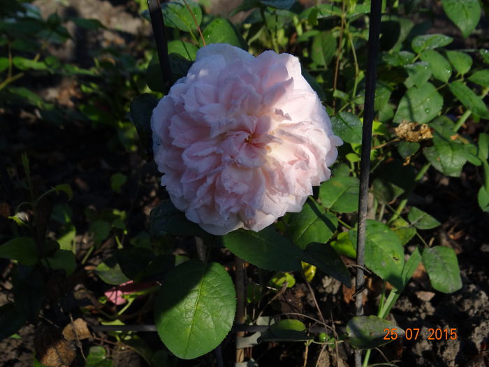  - Vara in gradina II