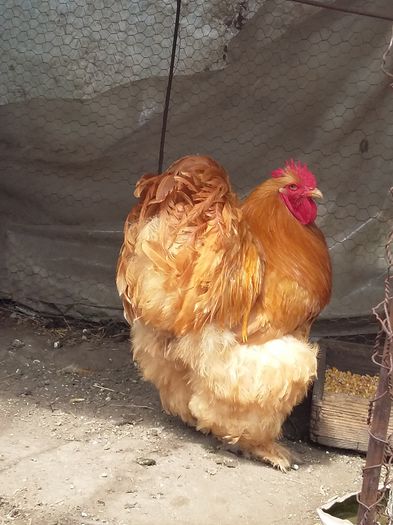 20150726_135054 - Cochin galben