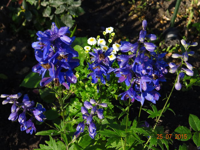  - Vara in gradina II