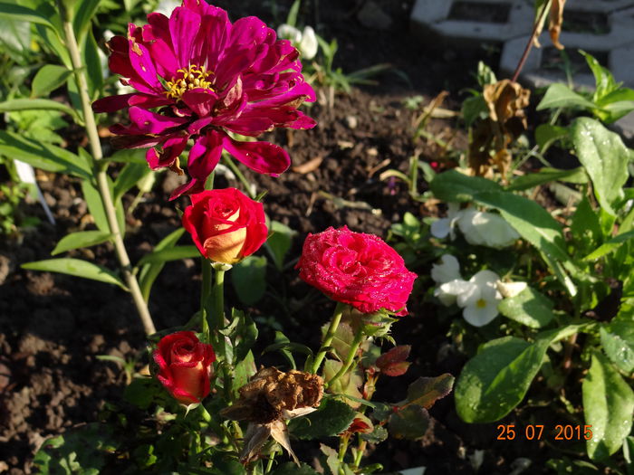  - Vara in gradina II