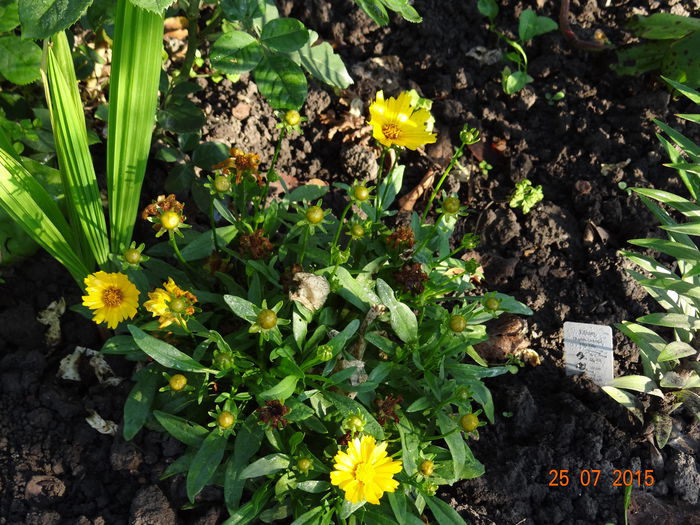  - Vara in gradina II