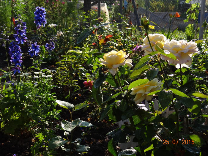 scaldate de lumina diminetii... - Vara in gradina II