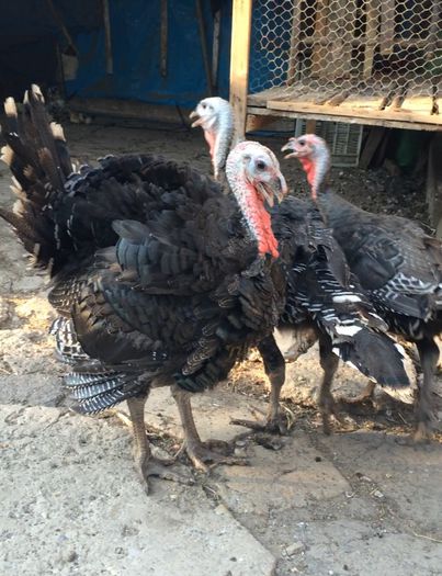 Curcani; Aprox 8 kg la 2,5 luni

