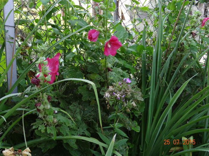 Nalba, desi este roasa de melci se incapataneaza sa infloreasca :)) - Vara in gradina II