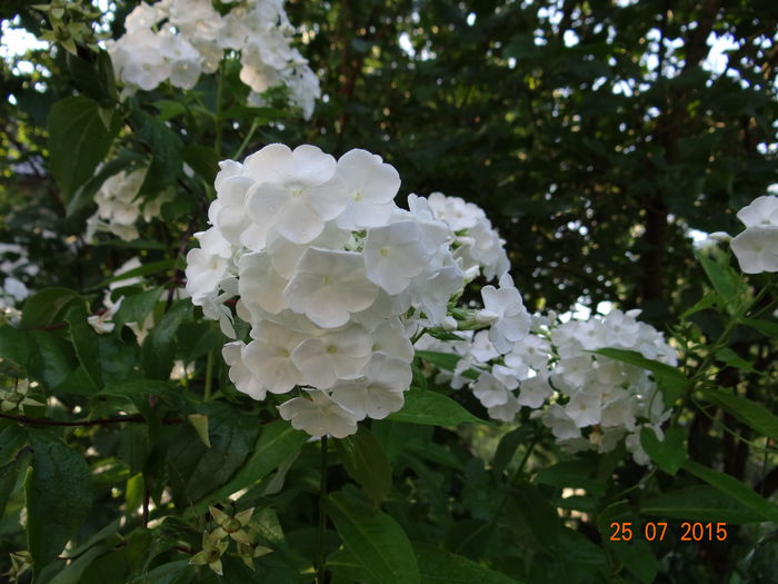 albul cel mai pur... - Vara in gradina II