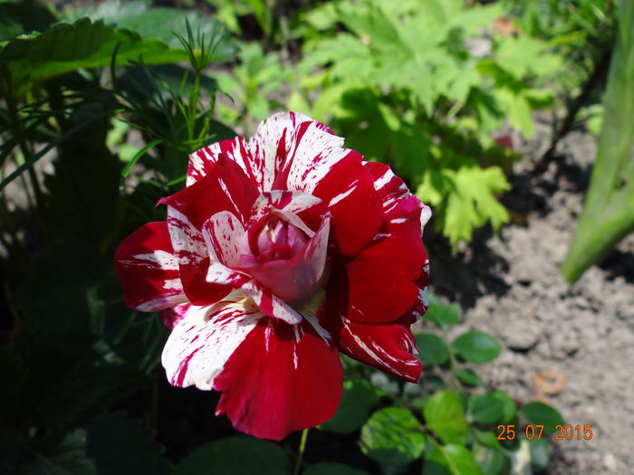 Julio Iglesias - Vara in gradina II