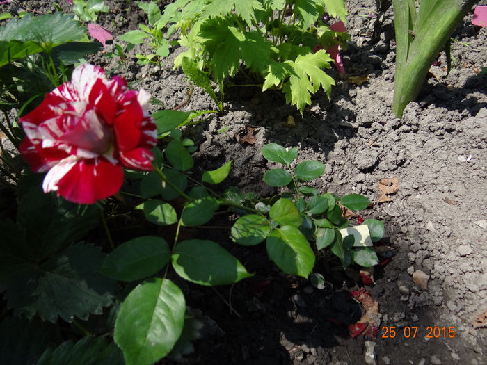  - Vara in gradina II