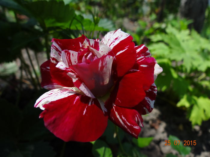 Incantator... - Vara in gradina II