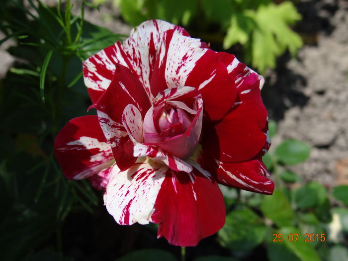 seducator :) - Vara in gradina II