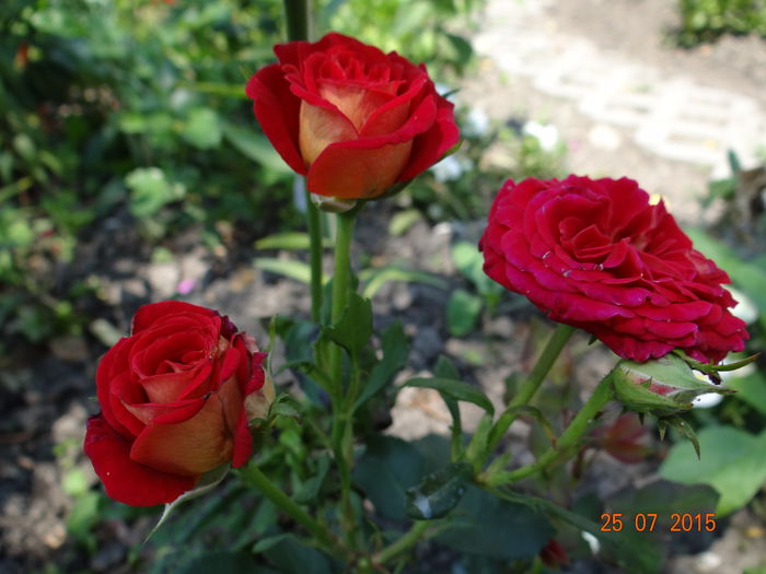  - Vara in gradina II
