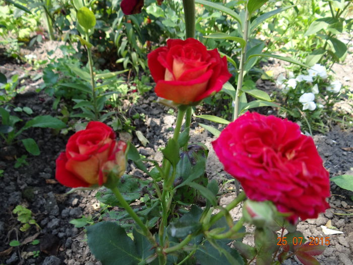  - Vara in gradina II