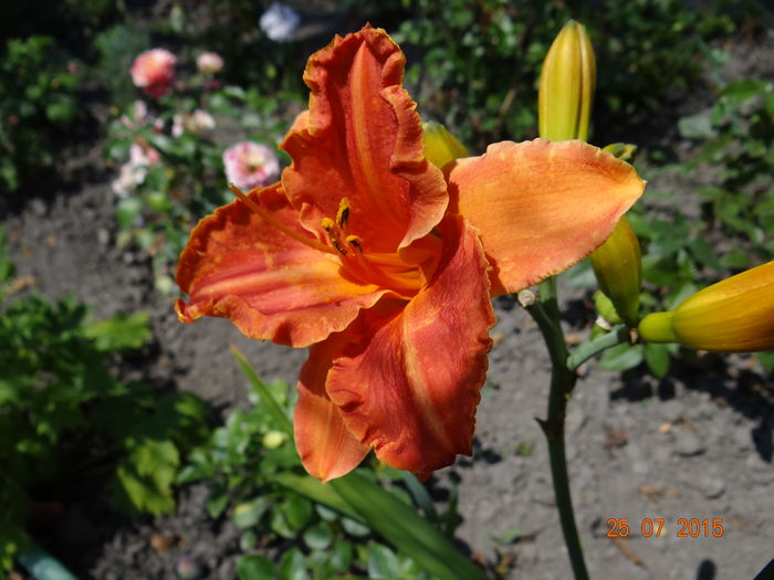  - Vara in gradina II