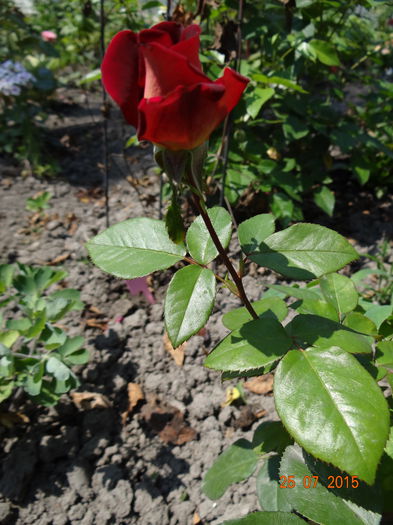 un timid... - Vara in gradina II