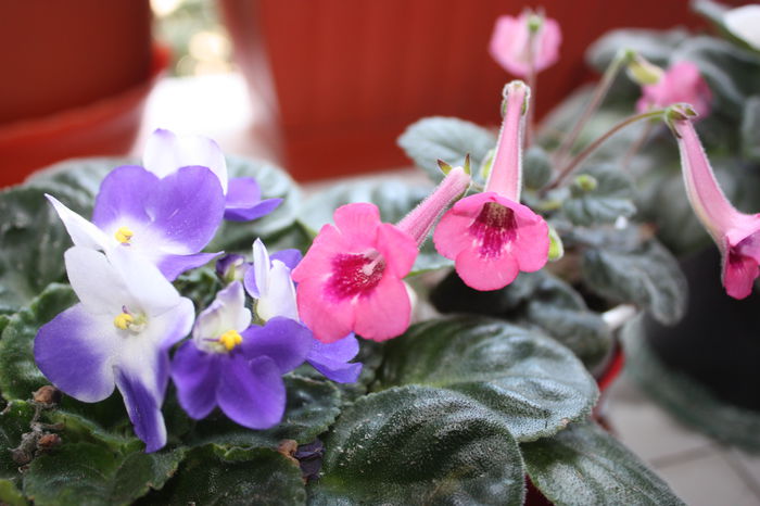 IMG_5642 - 2015 vara fierbinte