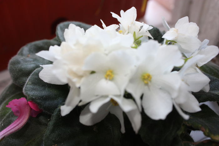 IMG_5643 - 2015 vara fierbinte