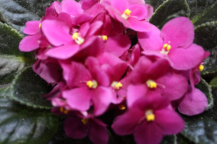 IMG_5644 - 2015 vara fierbinte