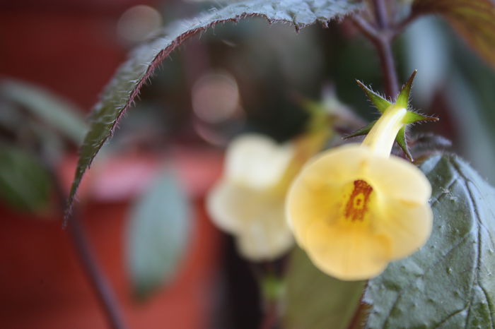 IMG_5667 - 2015 vara fierbinte