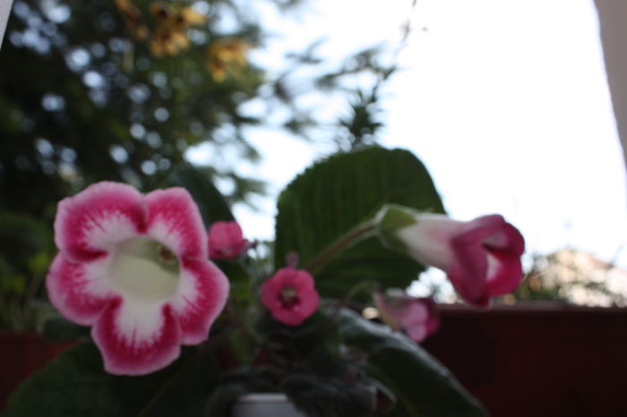 IMG_5674 - 2015 vara fierbinte