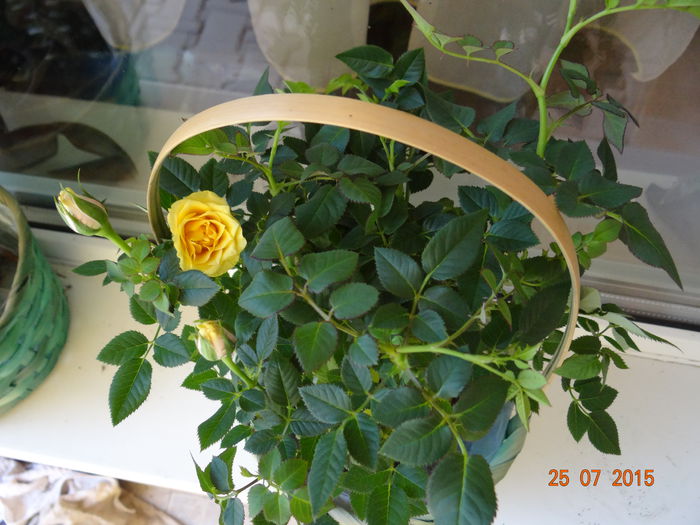  - Vara in gradina II