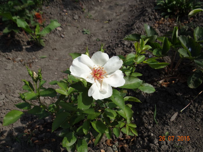 Jacqueline - Vara in gradina II